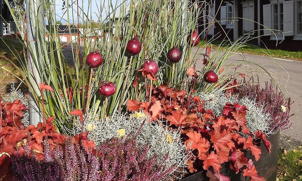 Vacker plantering i höstfärger i Gammelstads kyrkby. I planteringen sitter rödlökar högst upp på träpinnar som dekoration.